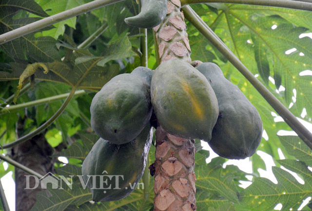 Kỳ lạ cây đu đủ “1 gốc 5 thân” lúc lỉu trái ngọt